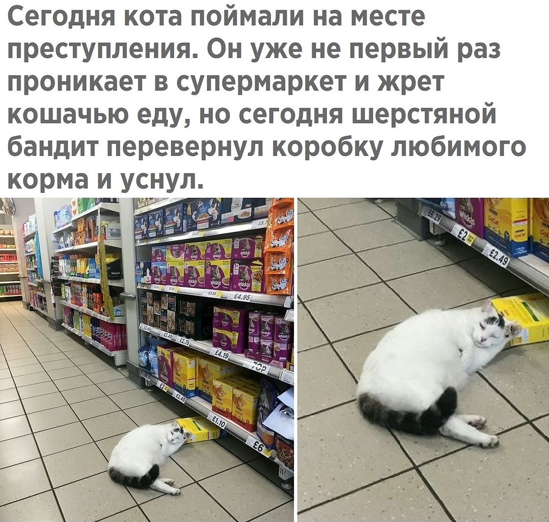 Поймай кота. Кот пойман на месте преступления. Коты и их преступления!. Список преступлений кота.