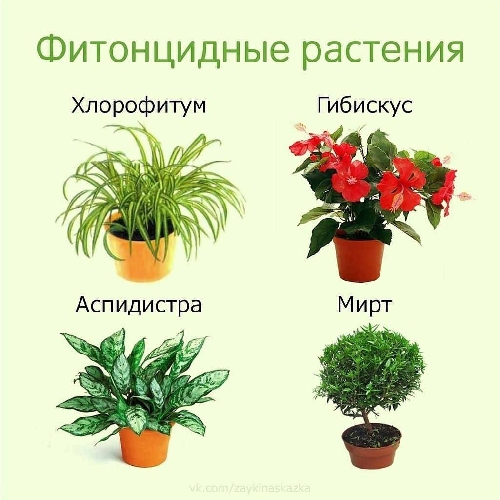 Декоративно Цветущие Растения