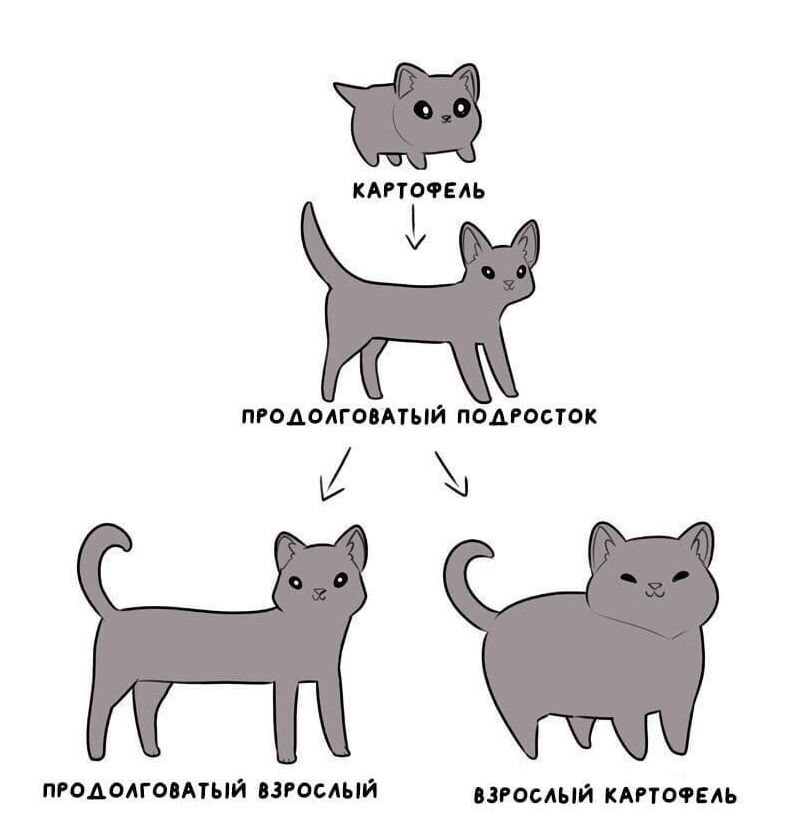 Как нарисовать кошку картошку