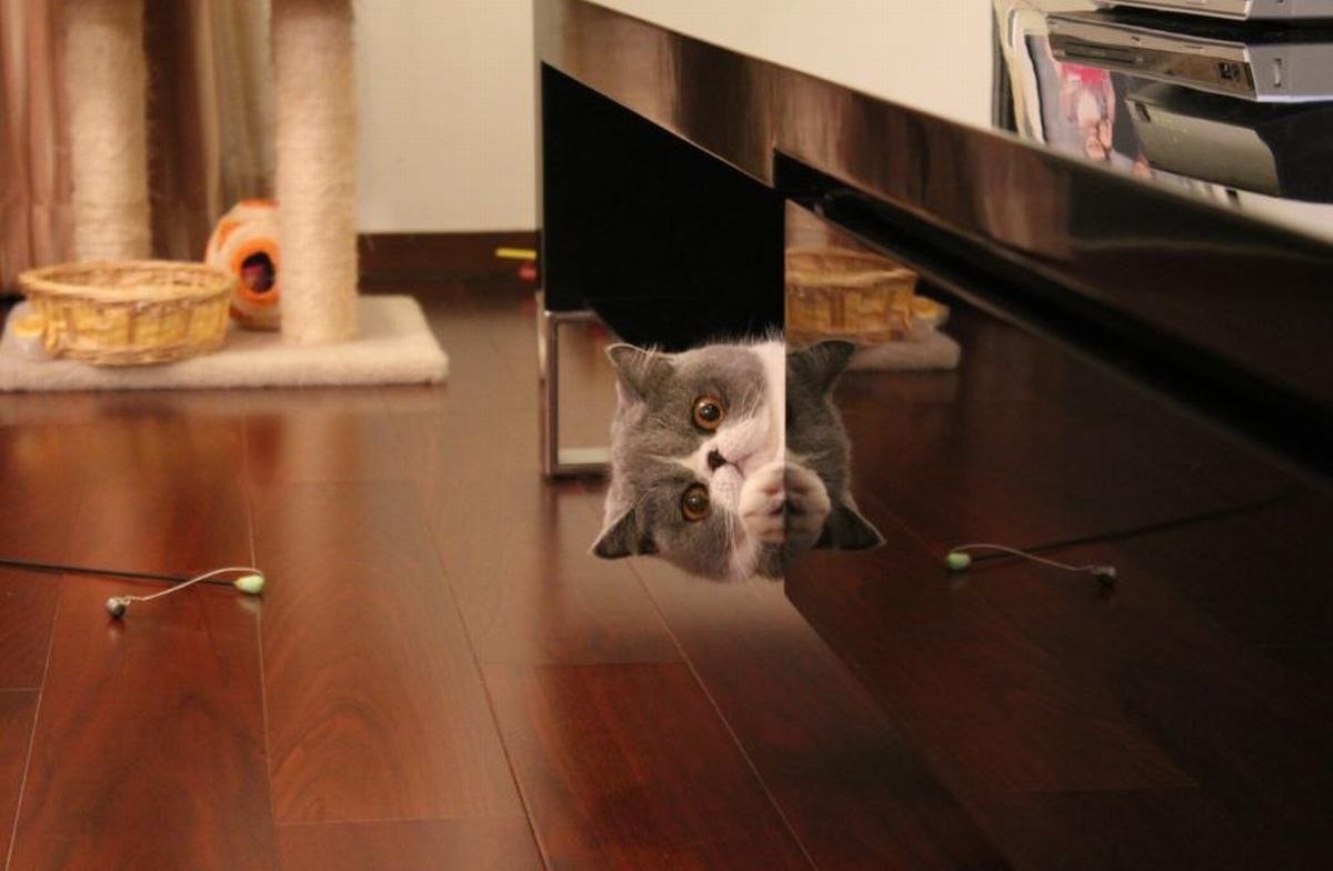 Кот выглядывает из под стола