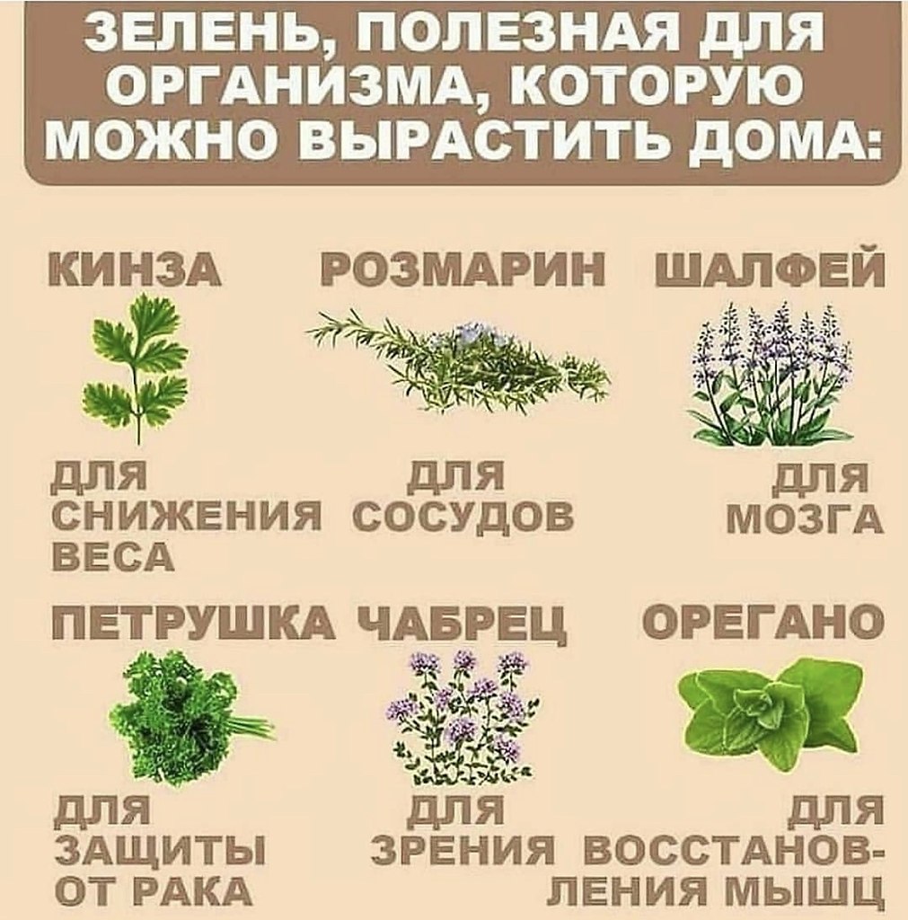 Полезная зелень для организма