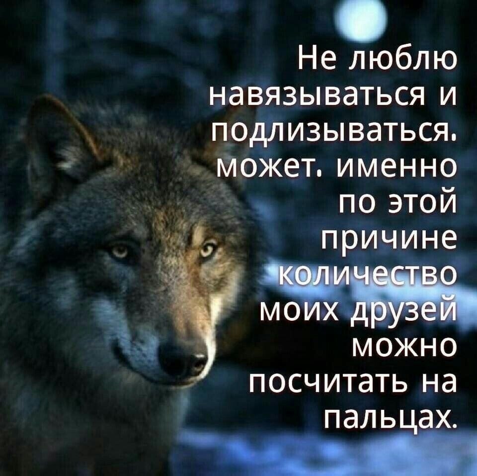 Речь волка. Одинокий как волк. Философия волка одиночки. Одинокий волк цитаты. Одинокие волки высказывания.