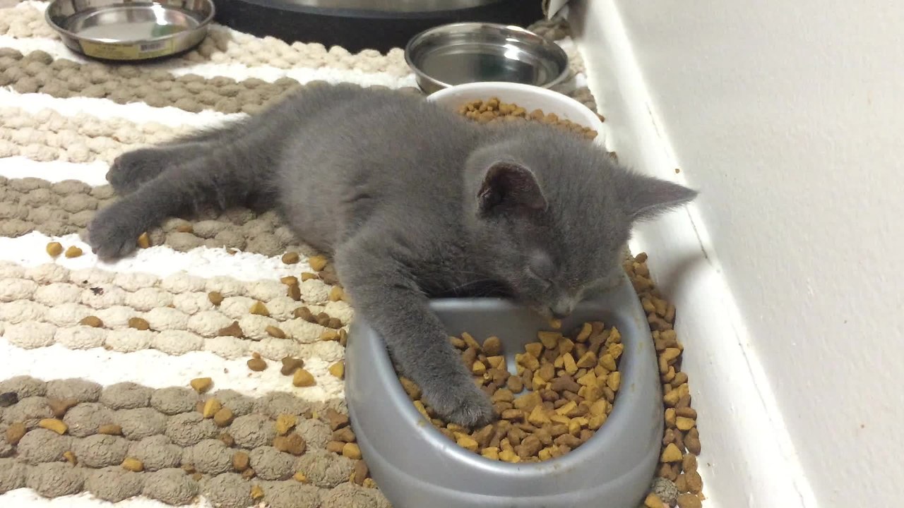Котенок уснул в миске