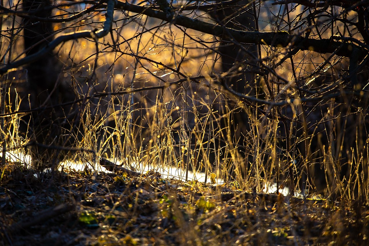 Новоорловский заказник фото