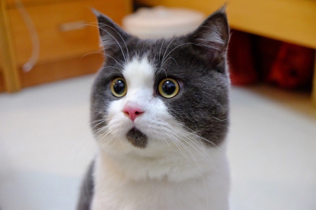 Кошка удивлена. Удивленный кот. Кот в шоке. Увидленый кот э. Недоумевающий кот.