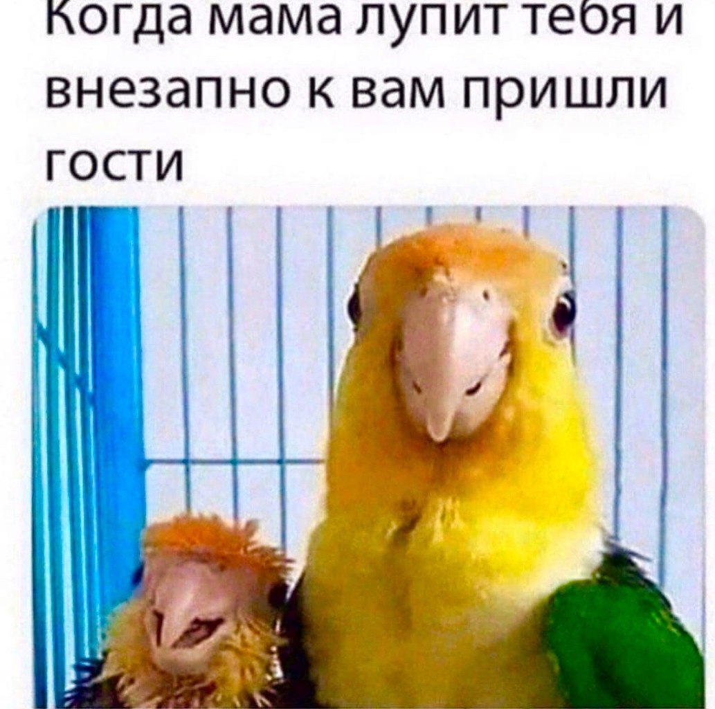 Смешные попугаи до слез