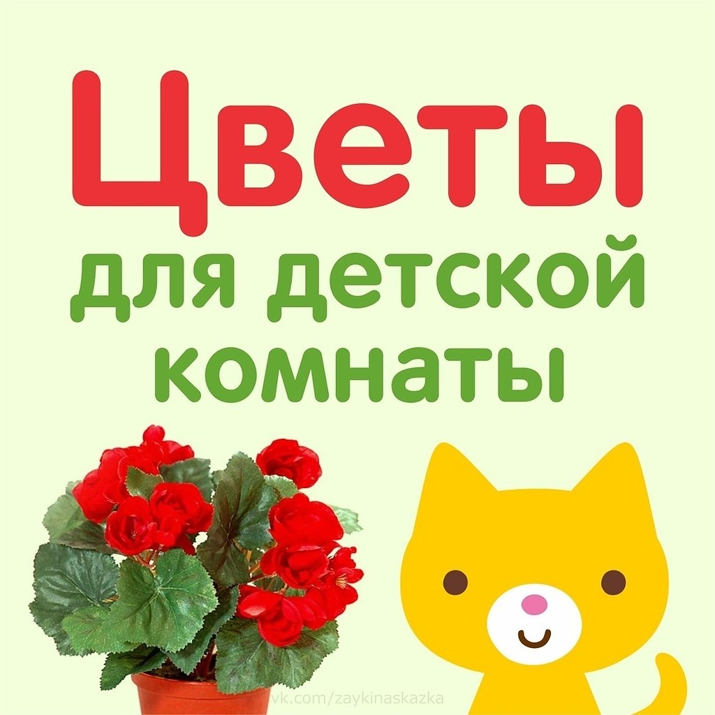 Полезные цветы для дома