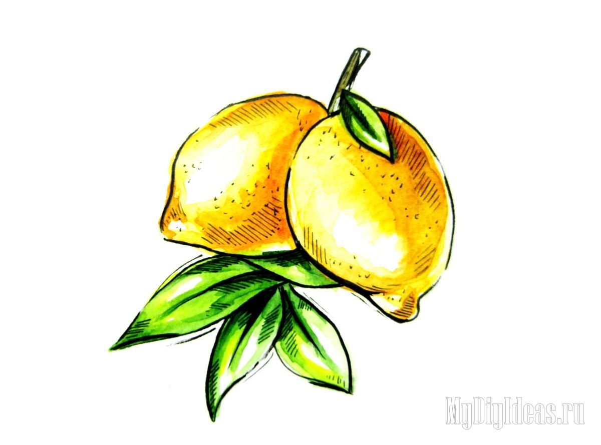 Лимон рисунок цветной