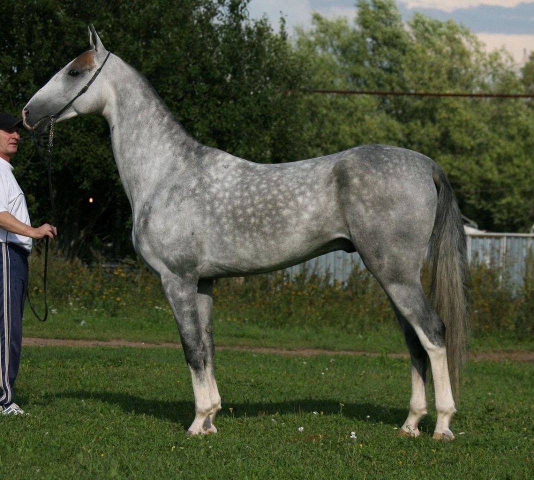 Ахалтекинская чубарая лошадь