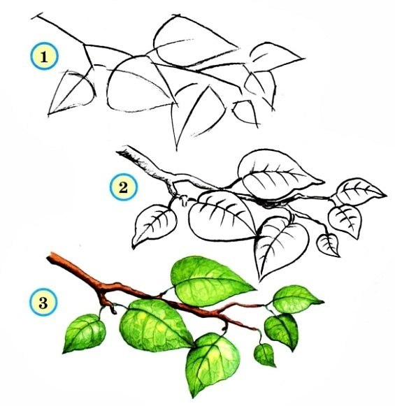 Веточка дерева рисовать