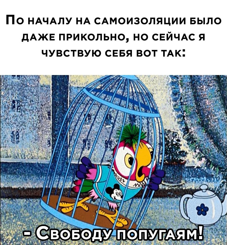 Свободу попугаям картинки