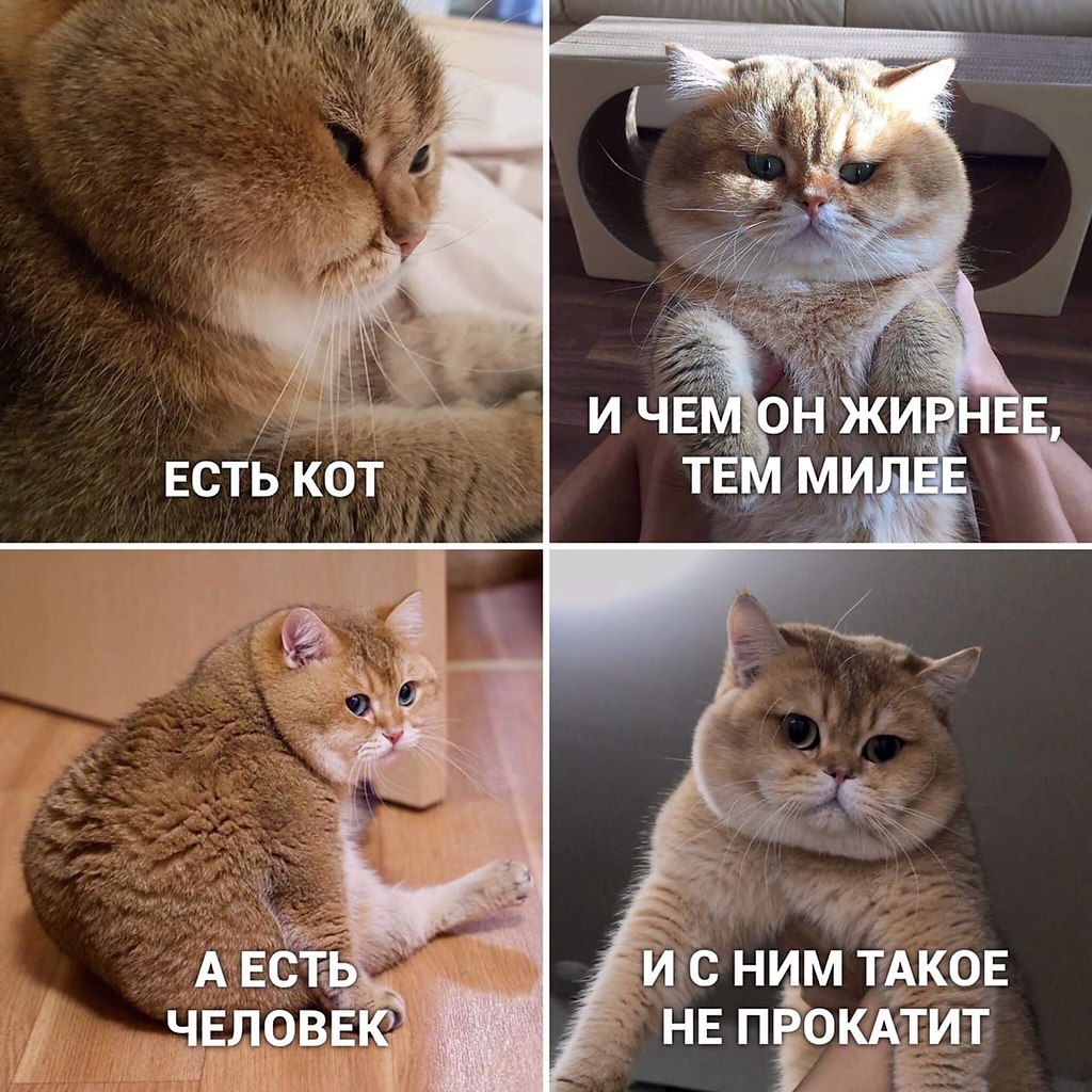 Смешные картинки котов мемы