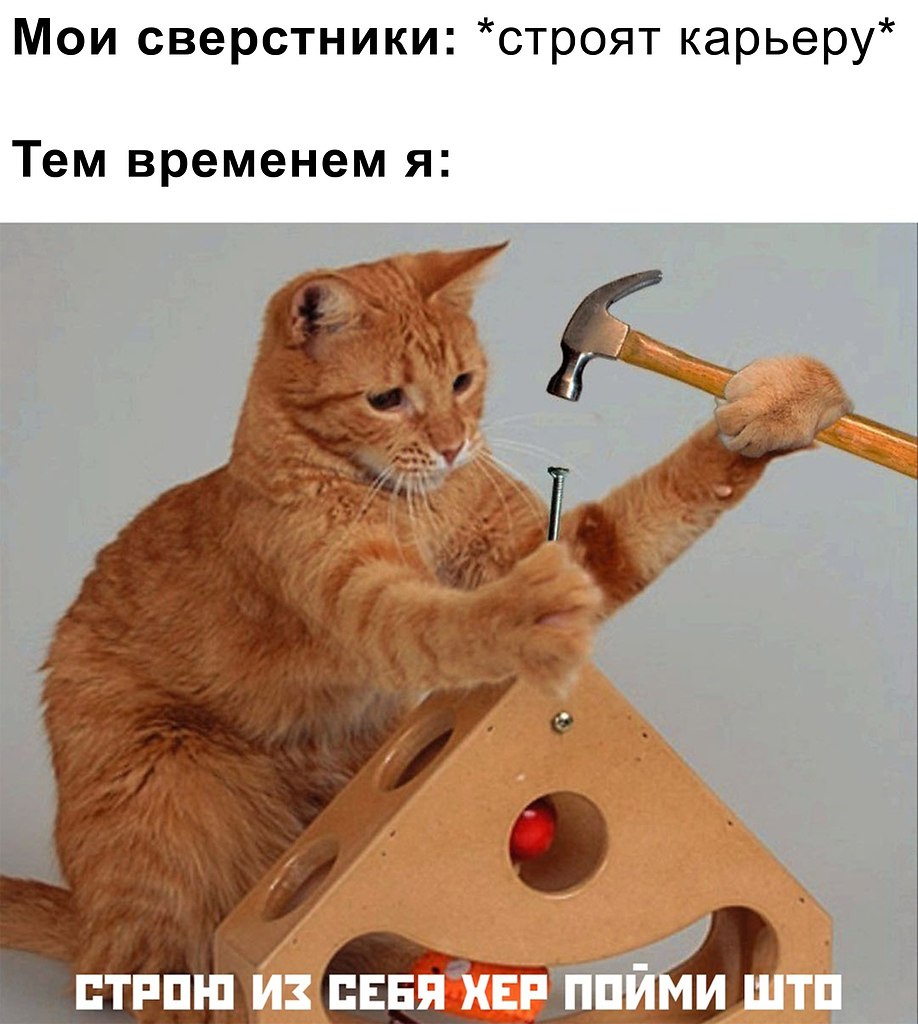 Мемы про котов