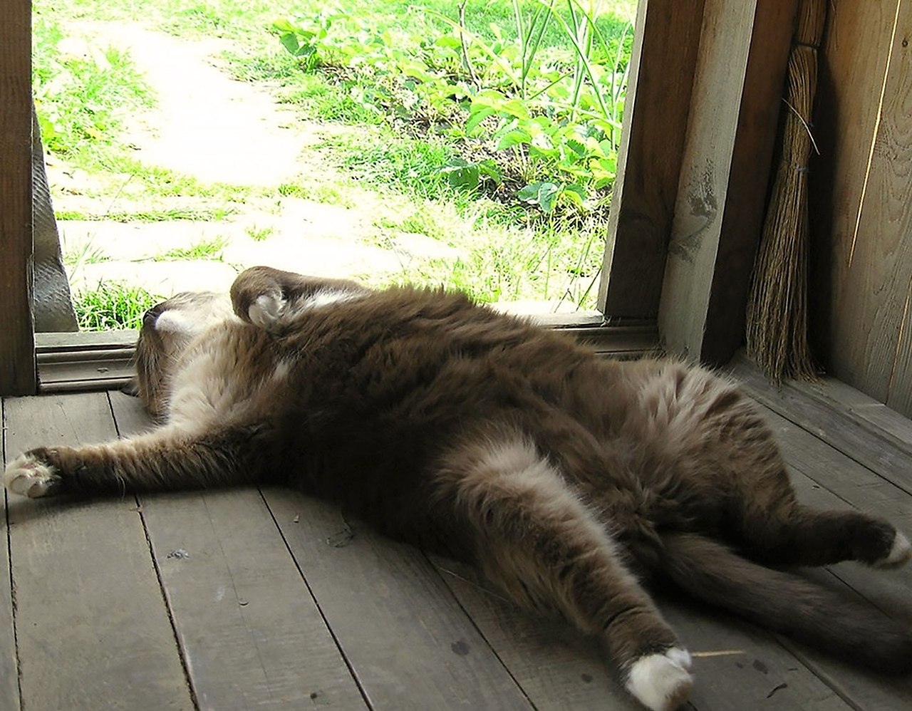 Кошка устала. Уставший кот. Котик устал. Кот лежит усталый. Уставгиф кот.