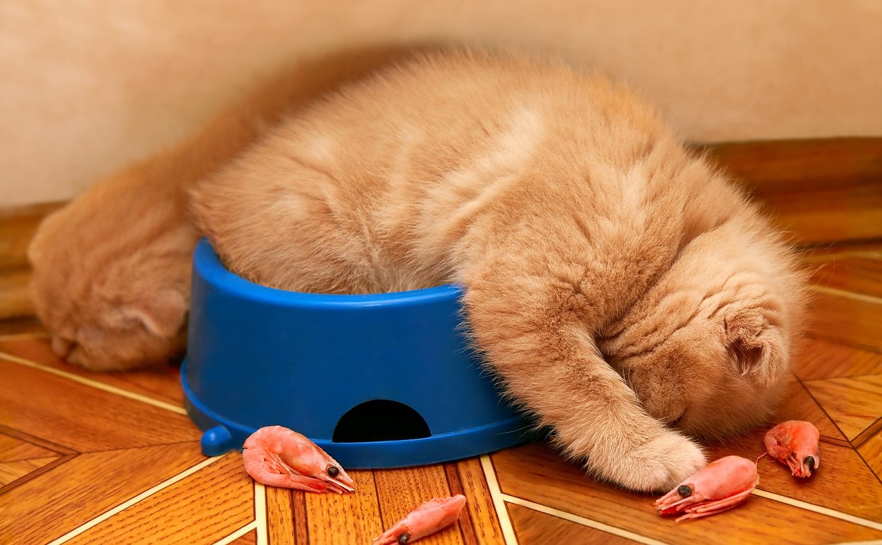Кот уснул в миске