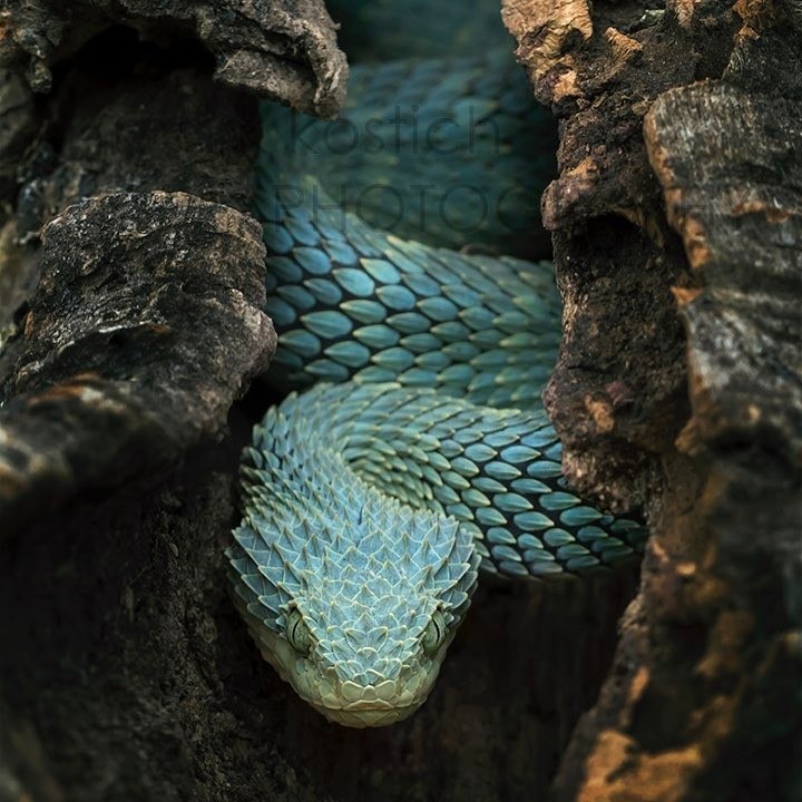 Кустарниковая гадюка (Atheris