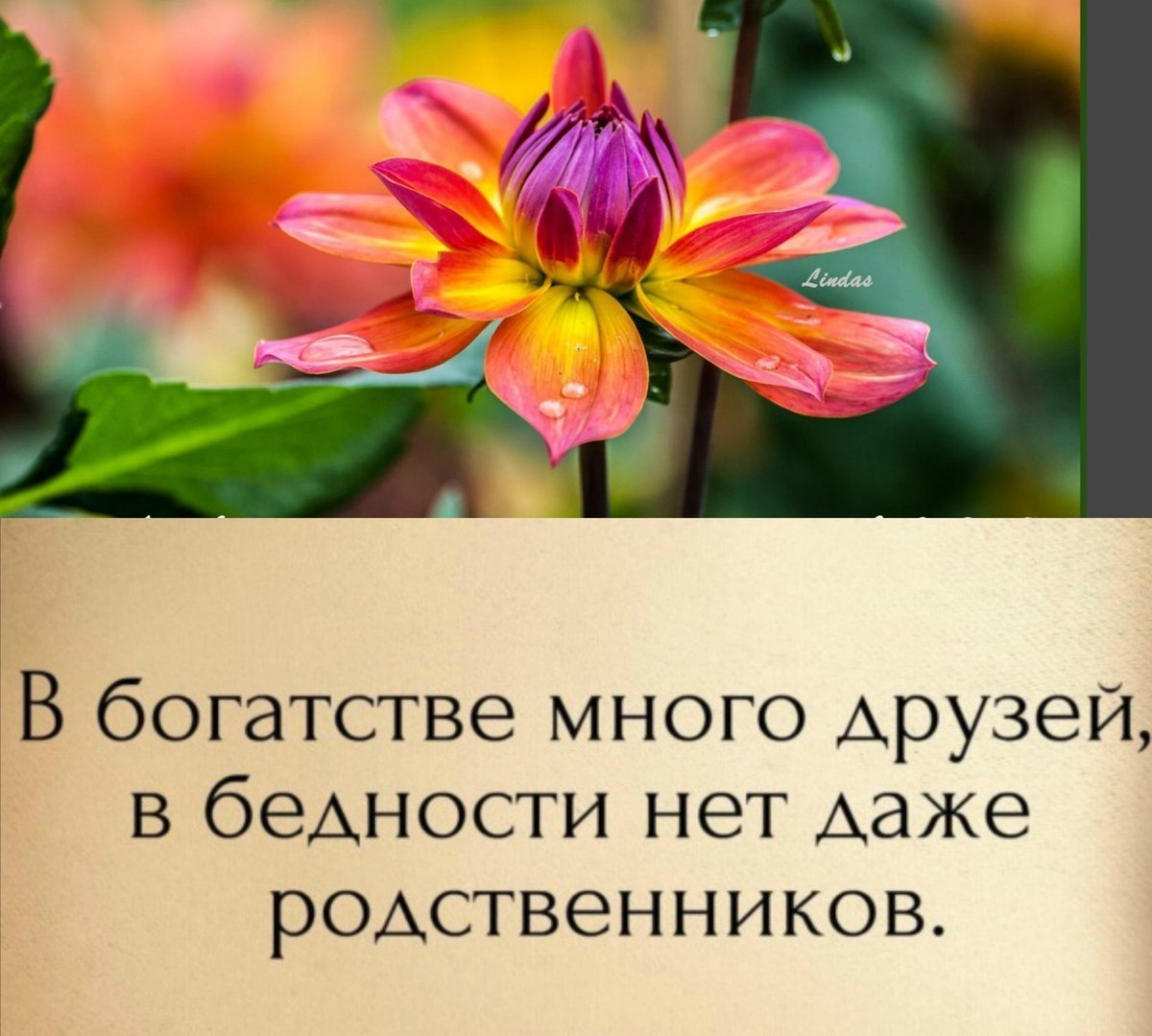 В богатстве много друзей в бедности нет даже родственников картинка