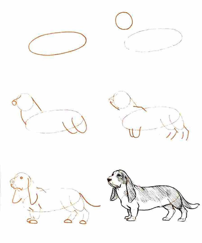 Поэтапный рисунок собаки
