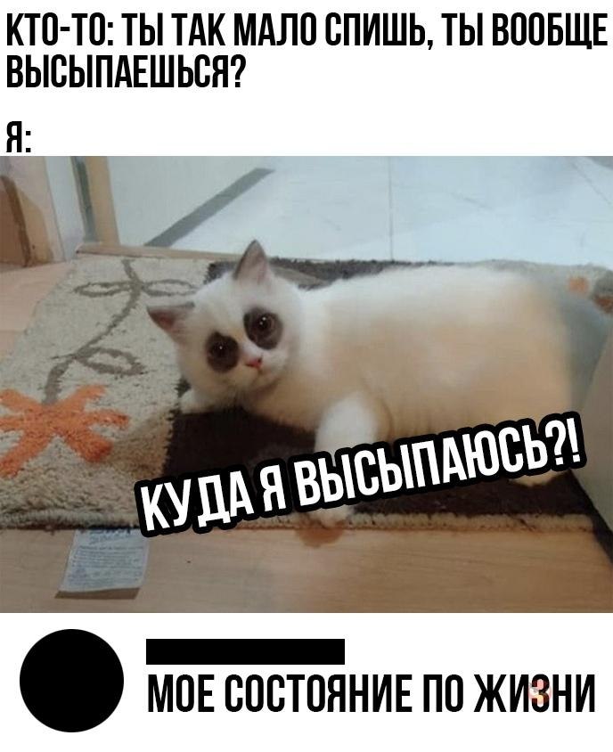 Кот не выспался картинки