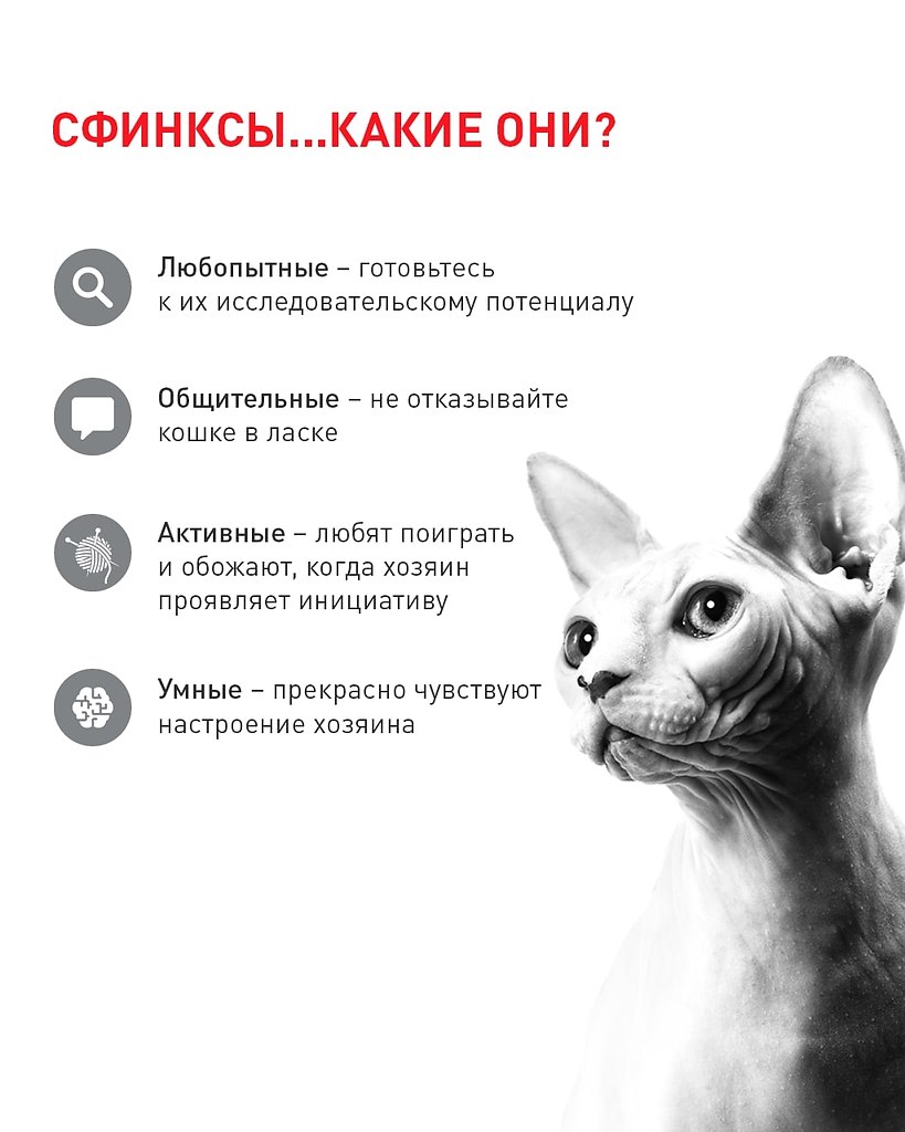 Презентация про сфинксов кошек