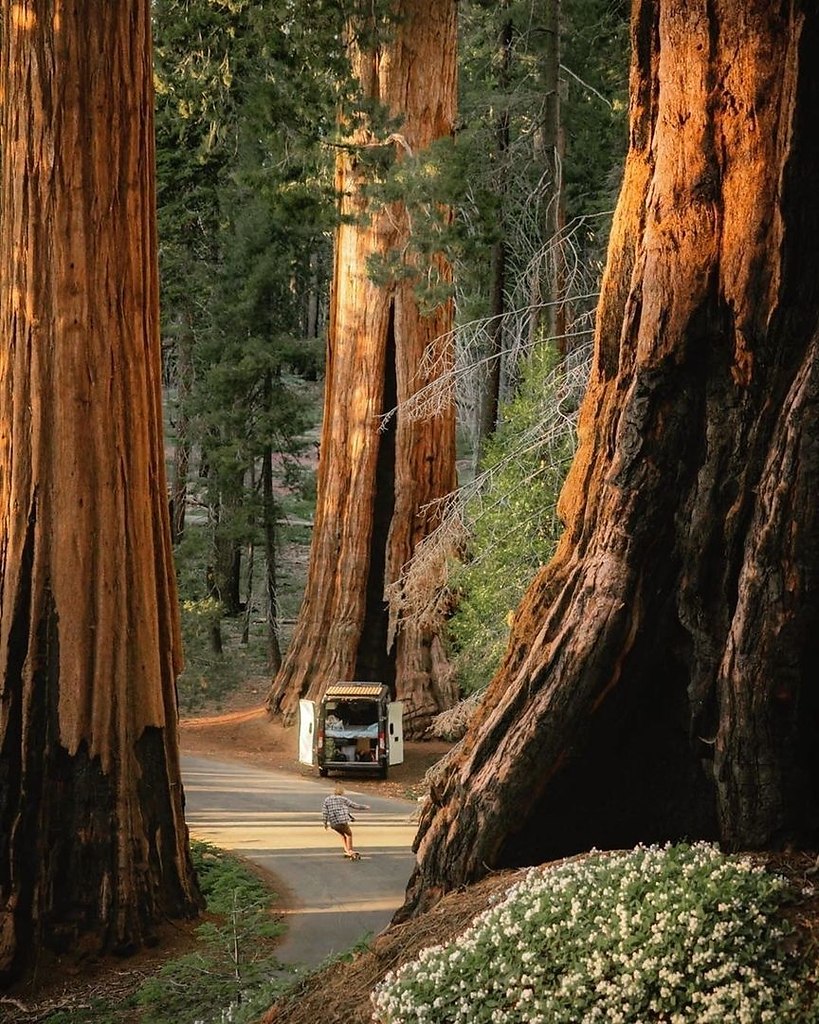 Леса калифорнии фото