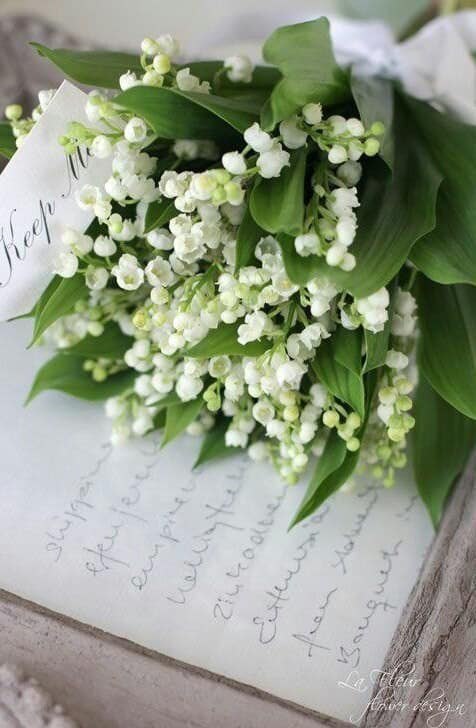 Интересные факты о ландышах - Знаешь ли ты???, №2164975746 | Фотострана ...