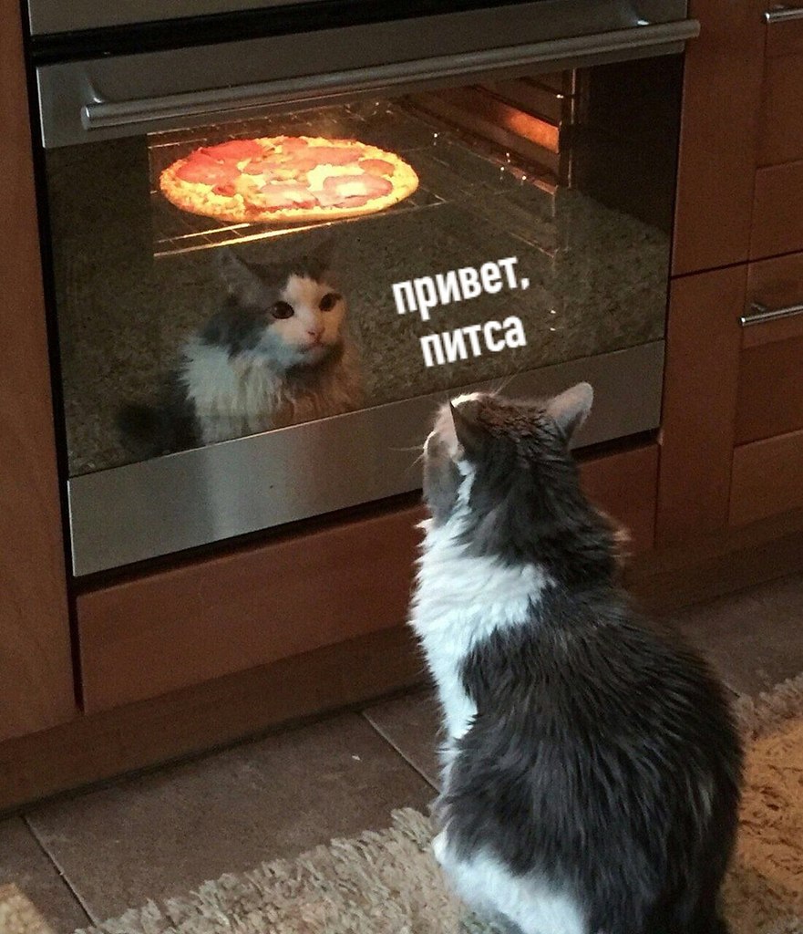 Кот и пицца в духовке