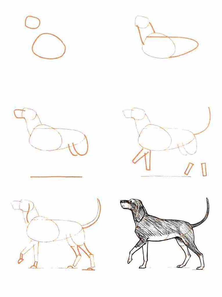 Как нарисовать фотки как нарисовать собаку