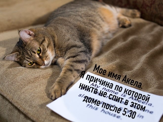 Без кота жизнь не та картинки