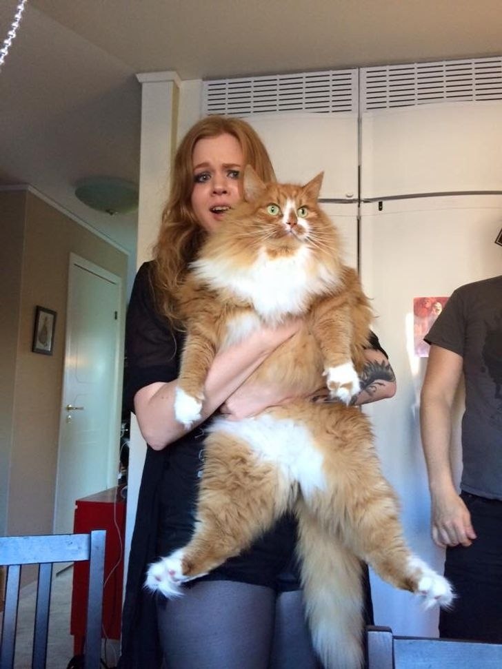 Книга рекордов котов. Гигантский кот. Самые пребольшие коты в мире. Большие коты порода. Самая большая кошка.