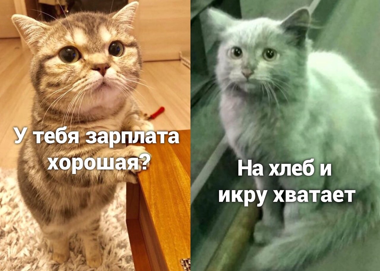 Мем коты зарплата