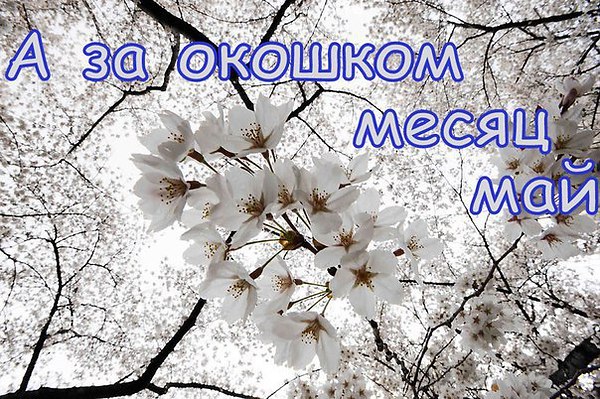 Привет май картинки с надписями на русском языке