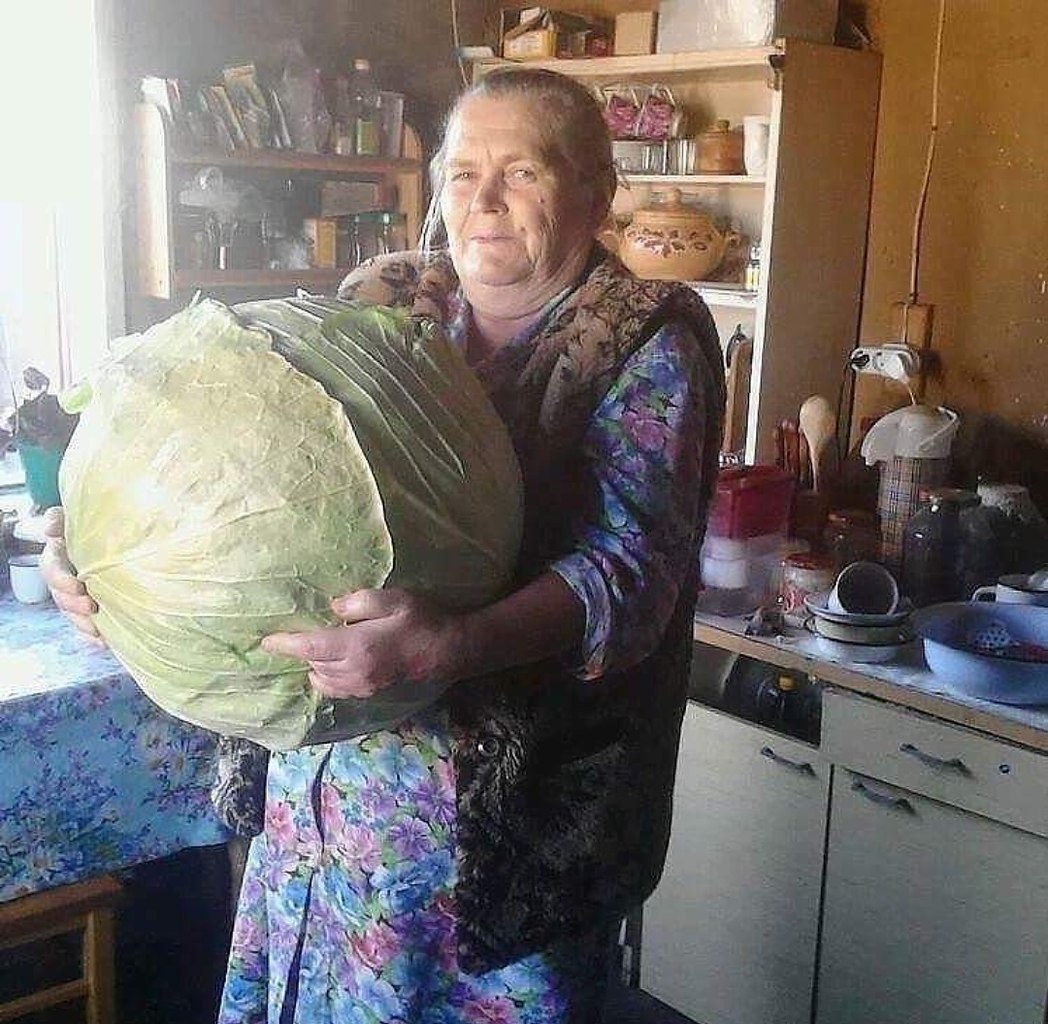 Бабушка вырастила большую капусту