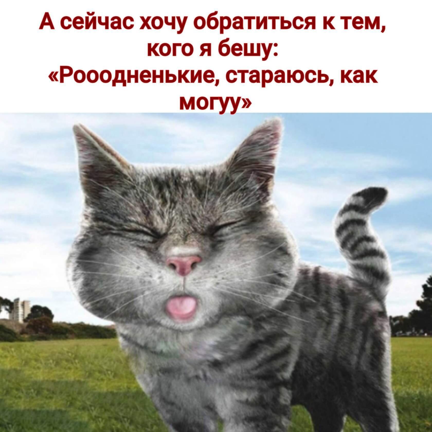Звук показывает язык. Смешная морда. Покажи котов. Кот дразнится. Кот с высунутым языком.
