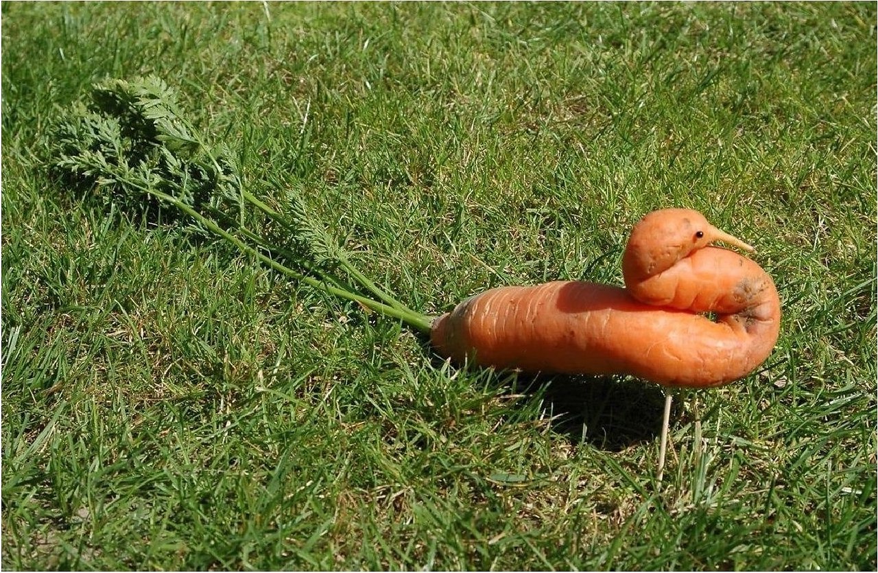 Морковь в дикой природе