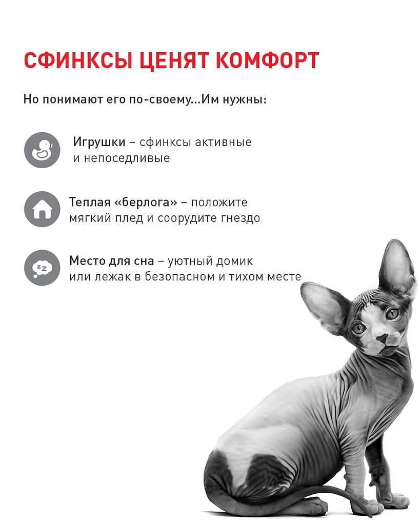 Презентация про кота сфинкса