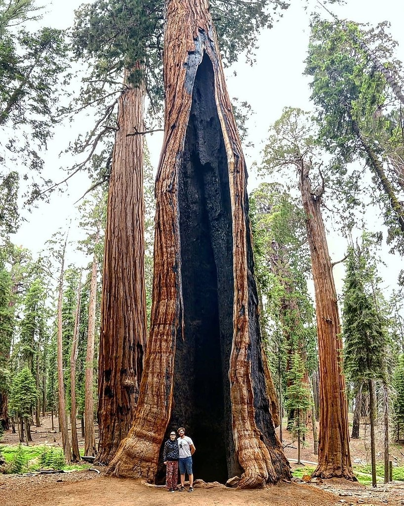 Секвойя дерево фото с человеком во весь рост