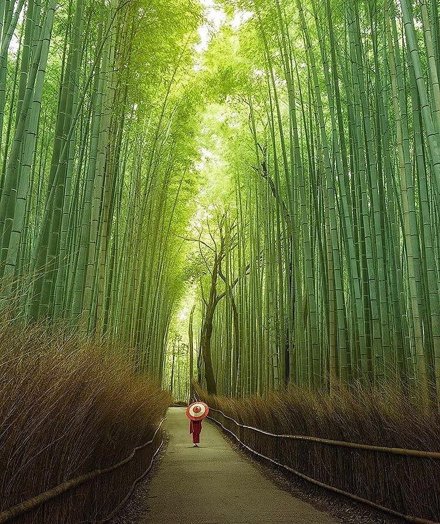 японские леса фото