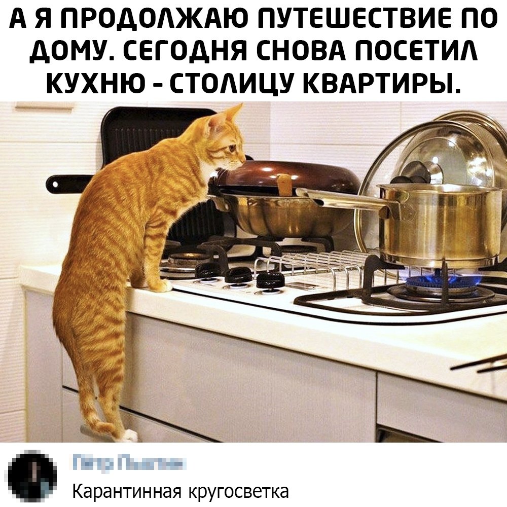 Рыжий кот готовит суп песня. Коты на кухне. Кот готовит ужин. Котик готовит. Кот готовит суп.