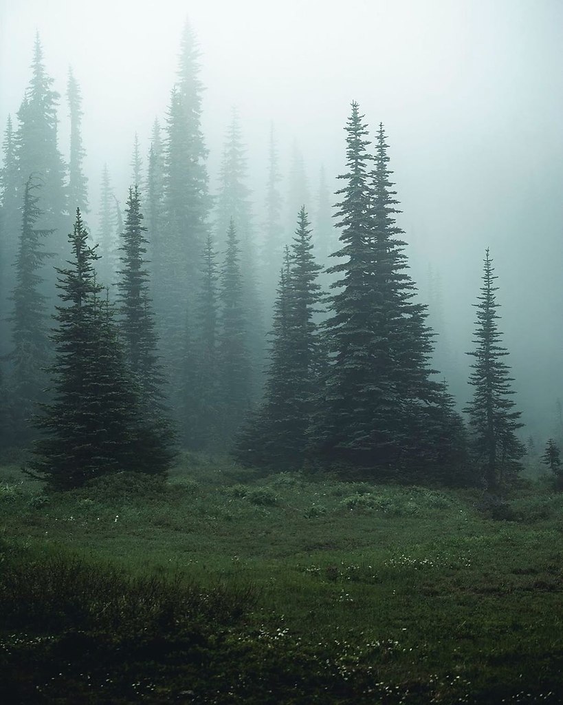 Заблюренный лес