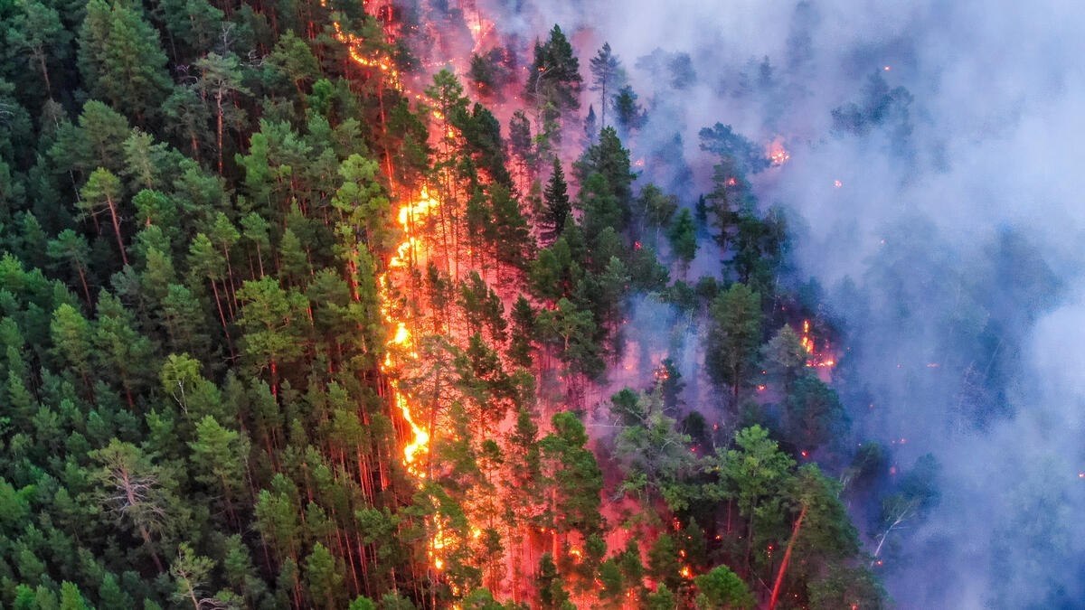 Фото пожара в лесу летом