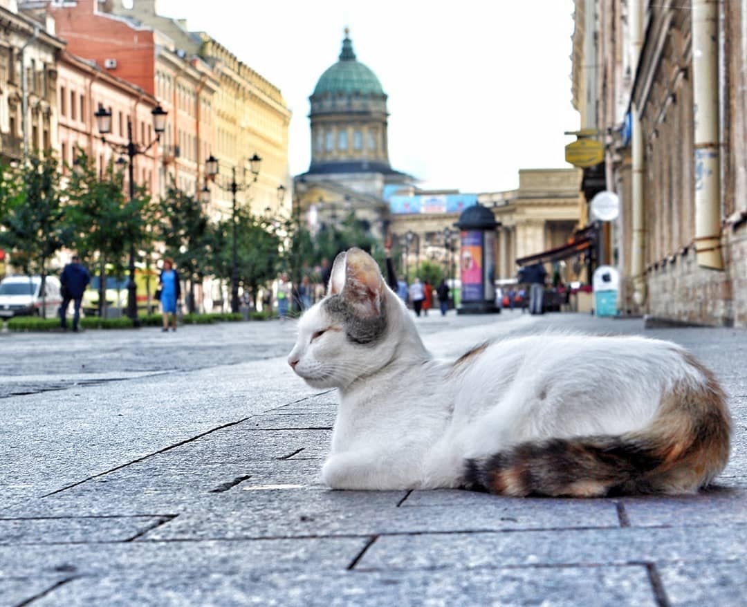 Кошки сфинксы в санкт петербурге