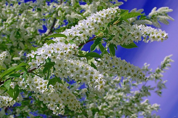 Цветы черемухи фото крупным планом