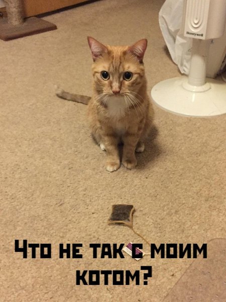 Без кота жизнь не та картинки