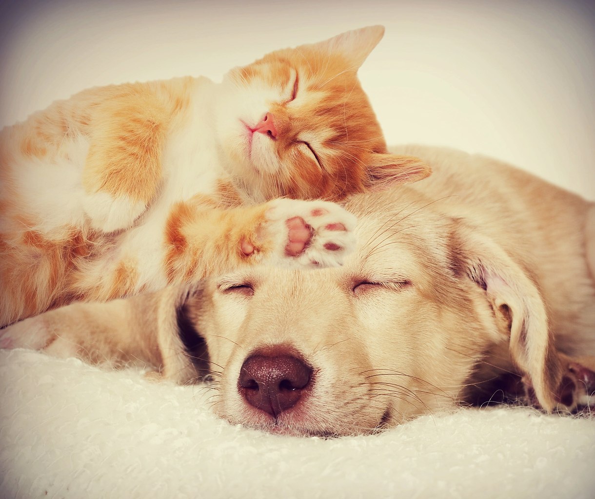 Кот и собака обнимаются