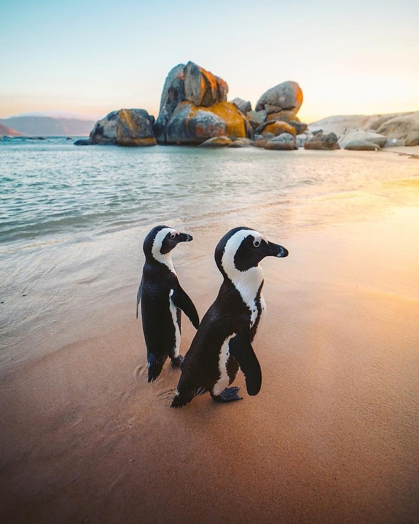 Африка пингвины Кейптаун