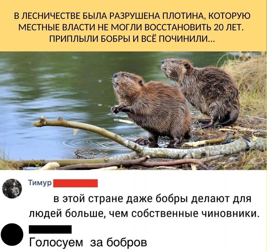 Скороговорка бобр