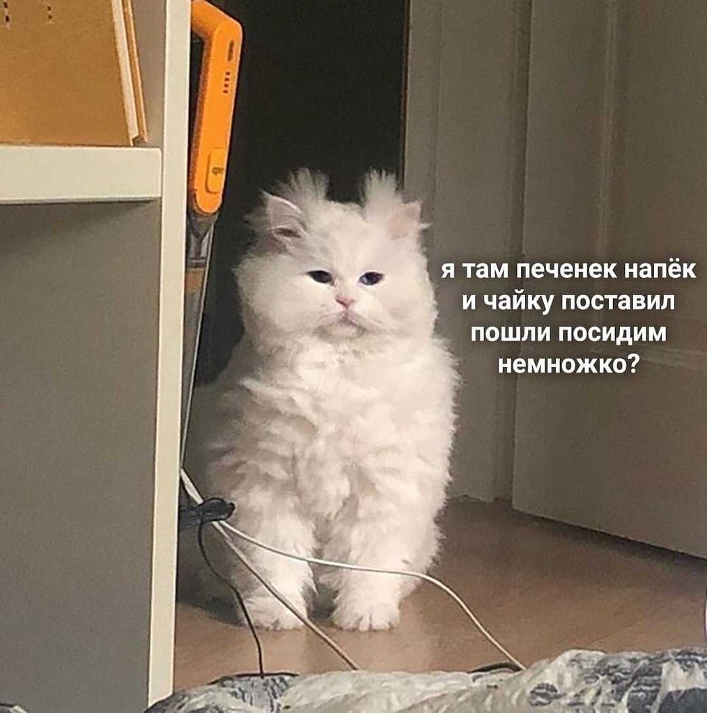 Кот пришел