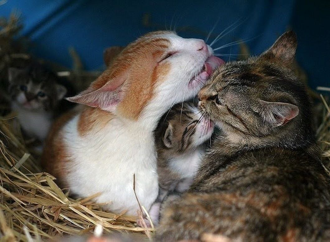 Дом счастливых кошек. Семья котов. Счастливая Кошачья семья. Мама кошка и папа кот. Котята с мамой.