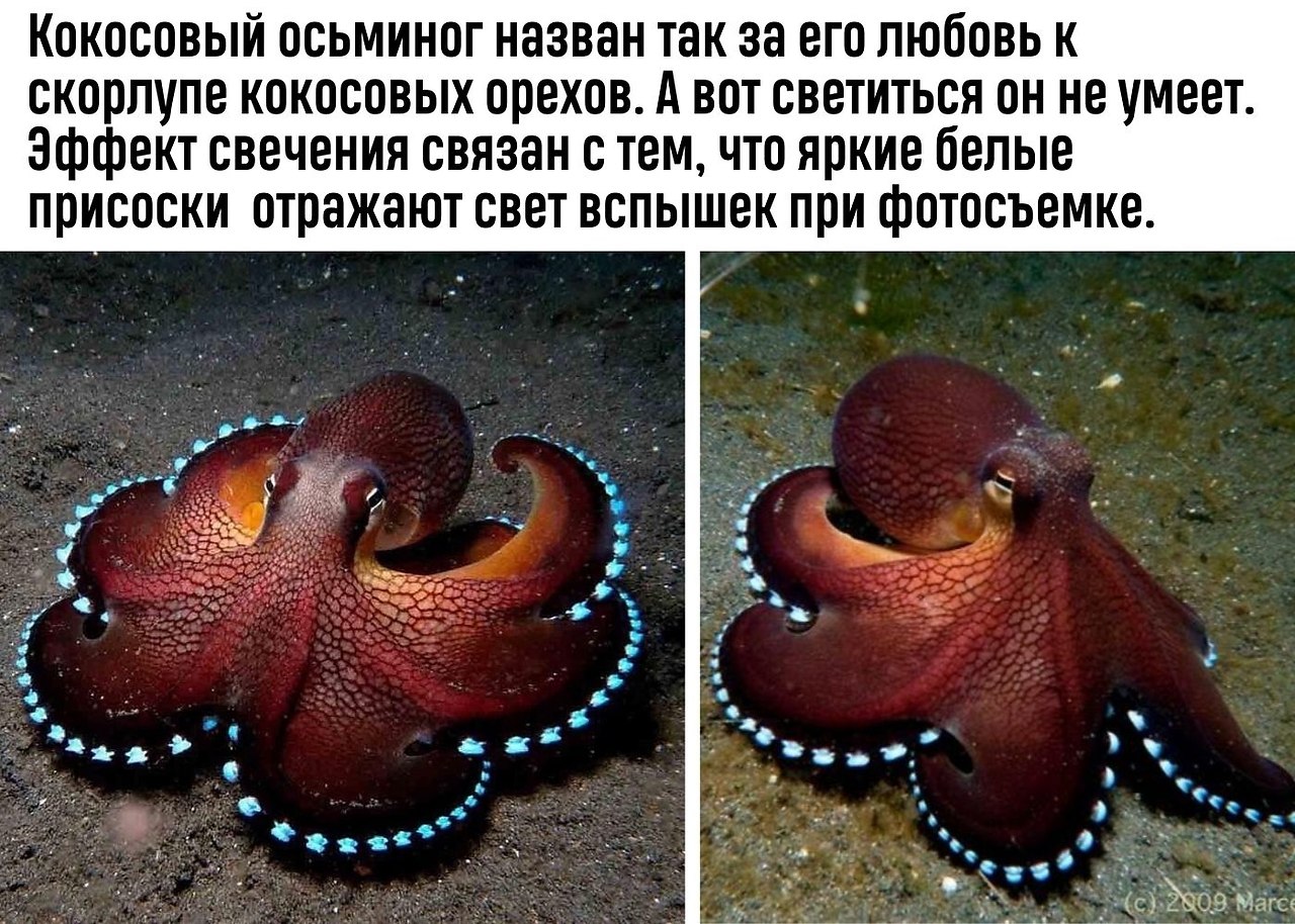 Сердце осьминога фото